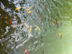 -广州白江湖森林公园