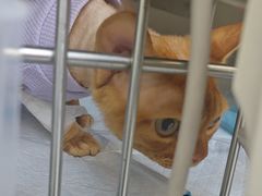 -达爱动物医院·犬猫分区·CT·复杂眼科(远洋山水分院)
