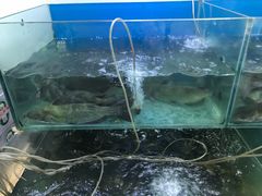 -大鹅岛灶台鱼·铁锅炖(水库路店)
