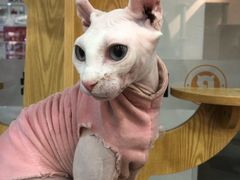 -BABIT巴比特宠物(MOMOPARK店)