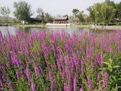 -西海子公园