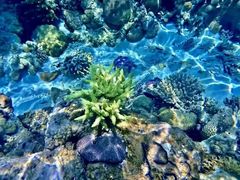 -广东惠东海龟国家级自然保护区