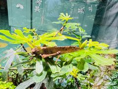 -上海大自然野生昆虫馆(东方明珠·爬宠昆虫探索中心)
