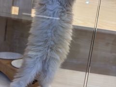 -柚子猫舍·精品猫舍购猫·猫咪认养·购宠·宠物店