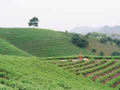 -帐篷客·溪龙茶谷度假酒店