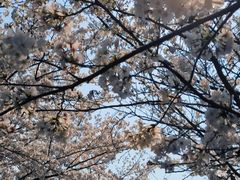 -高东镇樱花园