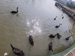 -五缘湾湿地公园