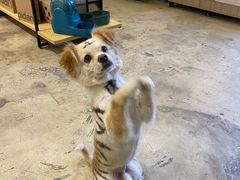 -熊小胖宠物生活馆(天华园店)