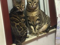 -纳吉亚猫专科动物医院·北北分院