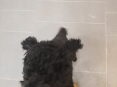 -联合动物医院(光谷诊疗中心)