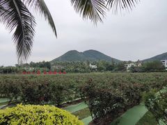 -亚龙湾国际玫瑰谷