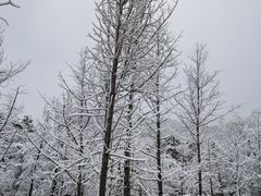 -洋湖国家湿地公园