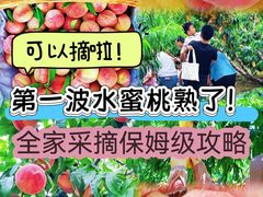 -老袁家蜜桃农场·阳山水蜜桃