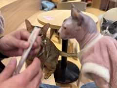 -米乐乖乖猫咪咖啡馆·猫咖(深圳湾后海汇店)