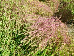 -天津东丽湖风景区
