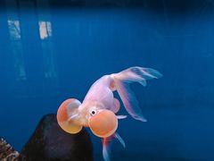 -上海动物园(地铁站)