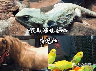 一起来萌宠社看可爱的小动物吧
