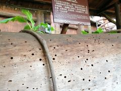 -海南槟榔谷黎苗文化旅游区