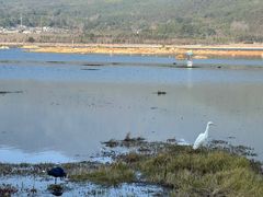 -腾冲北海湿地