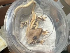 -酷以爬仙阁实体爬宠店·守宫·蜥蜴·专业繁育