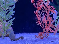 -上海海洋水族馆