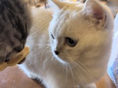 -猫猫幼稚园·撸猫·桌游·电玩