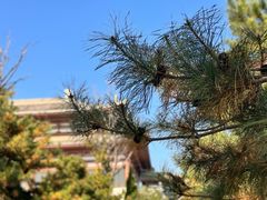 -隆福寺