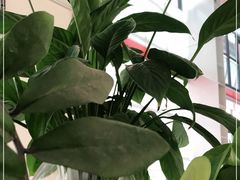-威克特披萨汉堡