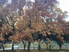 -元大都城垣遗址公园