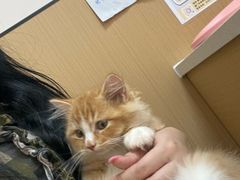 -瑞派康怡24h宠物医院·犬猫医疗中心·微创绝育(瑞景分院)