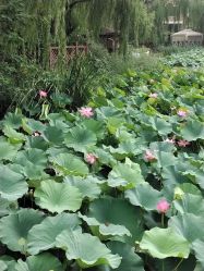 -芙蓉花月子会所(朝阳区店)