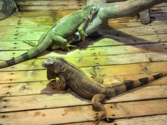 -石家庄市动物园