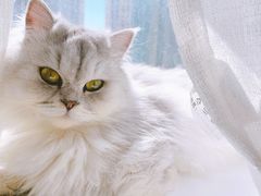 -安安宠医·安宠宠物医院