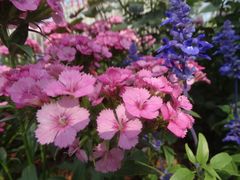 -深圳国际园林花卉博览园