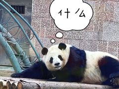 -成都动物园