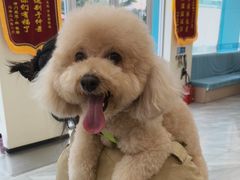 -德元·美联众合24小时动物医院(总院)