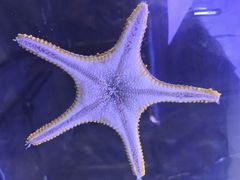 -香港海洋公园