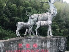 -长沙黑麋峰国家森林公园