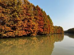 -上海海湾国家森林公园