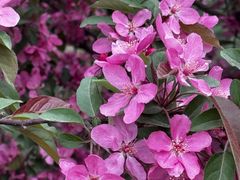 -海棠花溪(元大都城垣遗址公园)