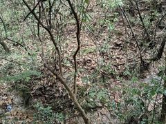 -鄣山大峡谷