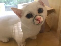 -Double Rui宠物酒店