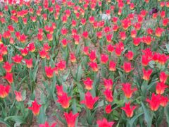 -洛阳郁金香牡丹园