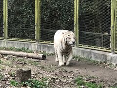 -上海野生动物园