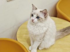 -有喵·猫咖·狗咖·40+猫狗有小奶狗(岗厦店)