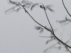 -红山村