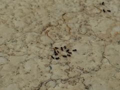 -Sirena海妖日咖夜酒