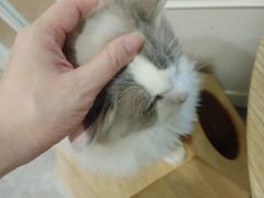 -楼上猫咖(罗湖店)