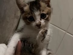 -拜鲁耶动物诊疗中心·宠家动物医院