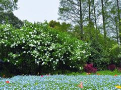 -上海滨江森林公园
